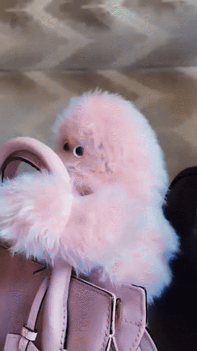 Meet MyPet AI - Your Interactive Pet